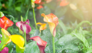 Îngrijirea crinului (Calla) acasă și în grădina noastră: la ce trebuie să fim atenți primăvara?