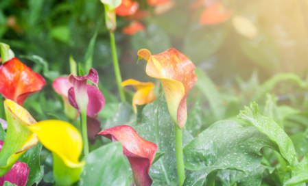 Îngrijirea crinului (Calla) acasă și în grădina noastră: la ce trebuie să fim atenți primăvara?