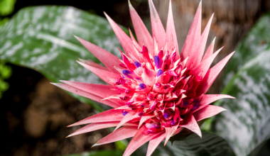 Aechmea pentru acasă – cum să îngrijești această frumusețe tropicală deosebită 