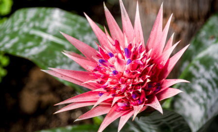 Aechmea pentru acasă – cum să îngrijești această frumusețe tropicală deosebită 
