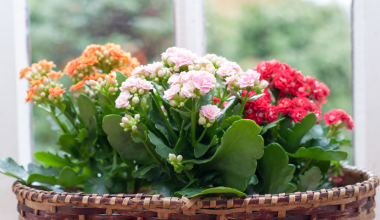 Îngrijirea Kalanchoe-ului 