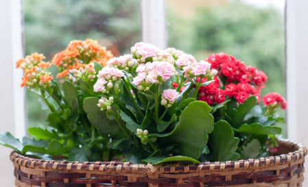Îngrijirea Kalanchoe-ului 