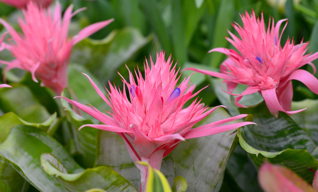 Aechmea pentru acasă – cum să îngrijești această frumusețe tropicală deosebită 