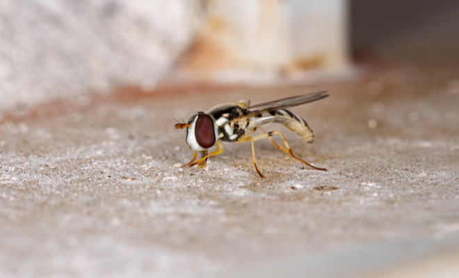 Dușmanii naturali ai afidelor 
