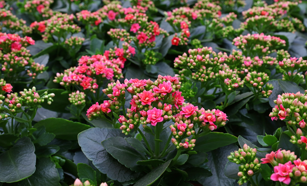 Îngrijirea Kalanchoe-ului 