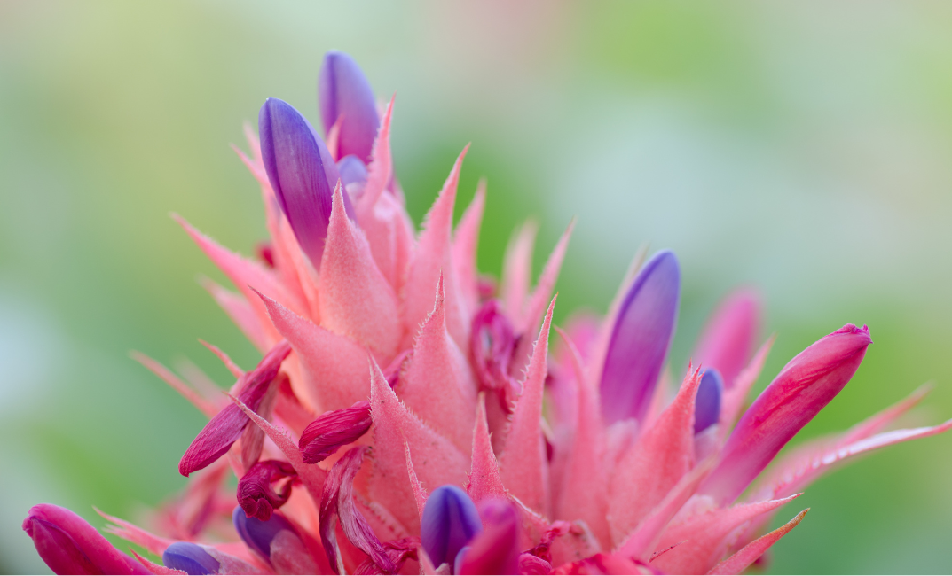 Aechmea pentru acasă – cum să îngrijești această frumusețe tropicală deosebită 