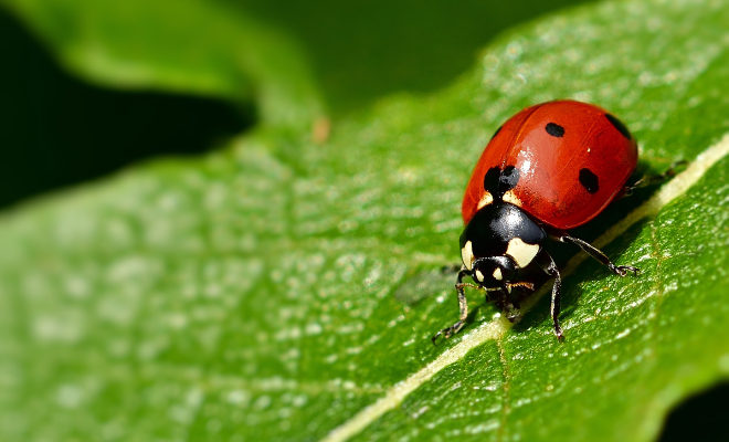 Dușmanii naturali ai afidelor 