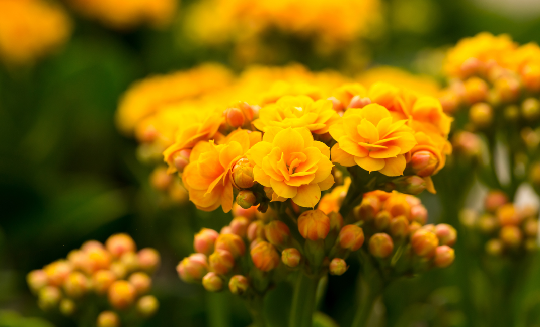 Îngrijirea Kalanchoe-ului 