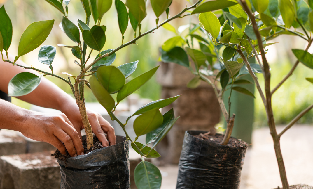 Plantarea de toamnă a arborilor – Ce, când și cum să plantăm?