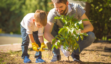 Plantarea de toamnă a arborilor – Ce, când și cum să plantăm?
