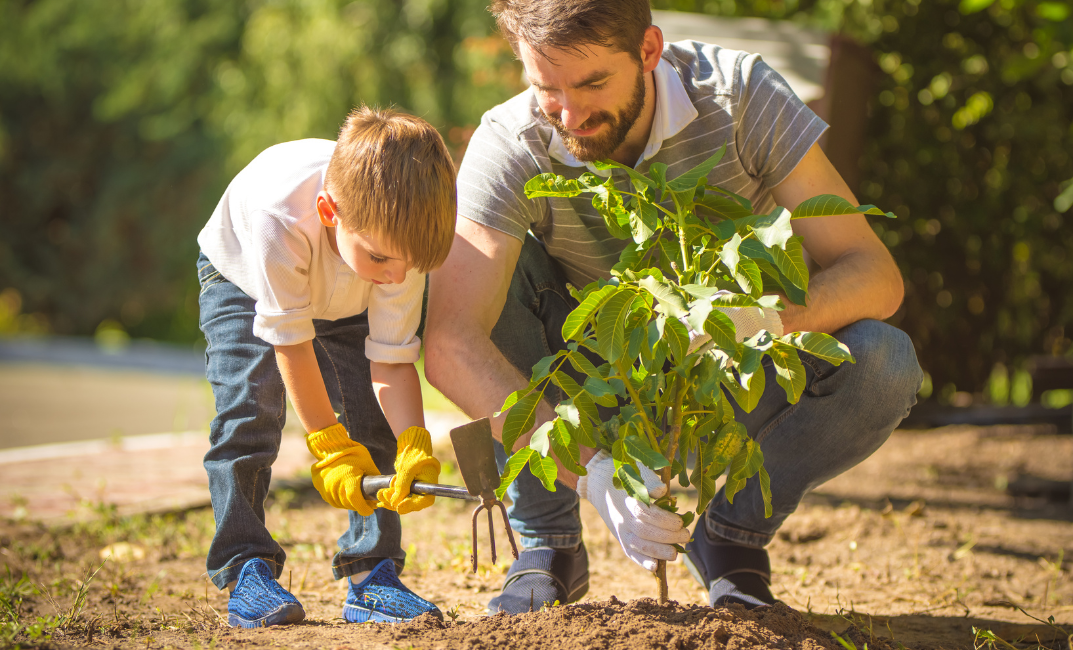 Plantare de toamnă a arborilor – Ce, când și cum să plantăm?