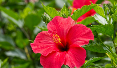 Hibiscus de mlaștină