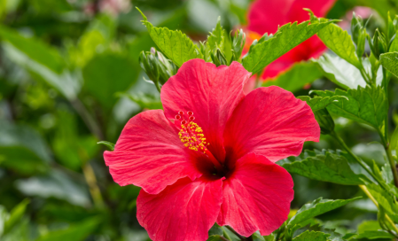 Hibiscus de mlaștină