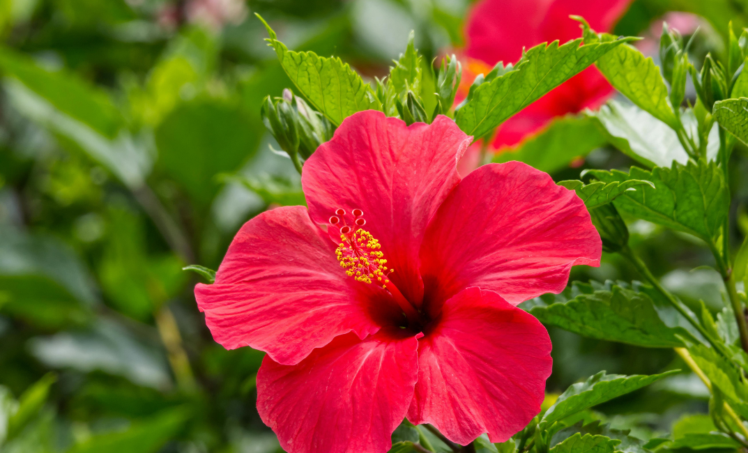 Hibiscus de mlaștină – cum îl îngrijim ca să înflorească abundent? 