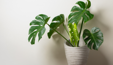 Monstera Monstera