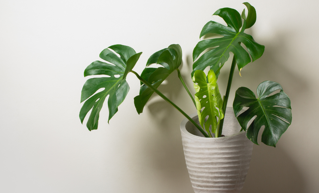 Monstera – bijuteria tropicală a locuinței și ghidul complet de îngrijire