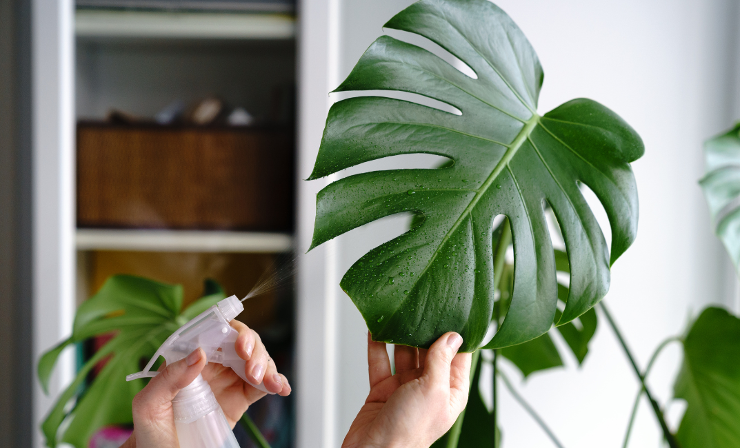 Monstera